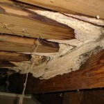 Mold Assessment - Mold in Attic