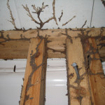 Termite and other Wood-Destroying Organisms -Subterranean