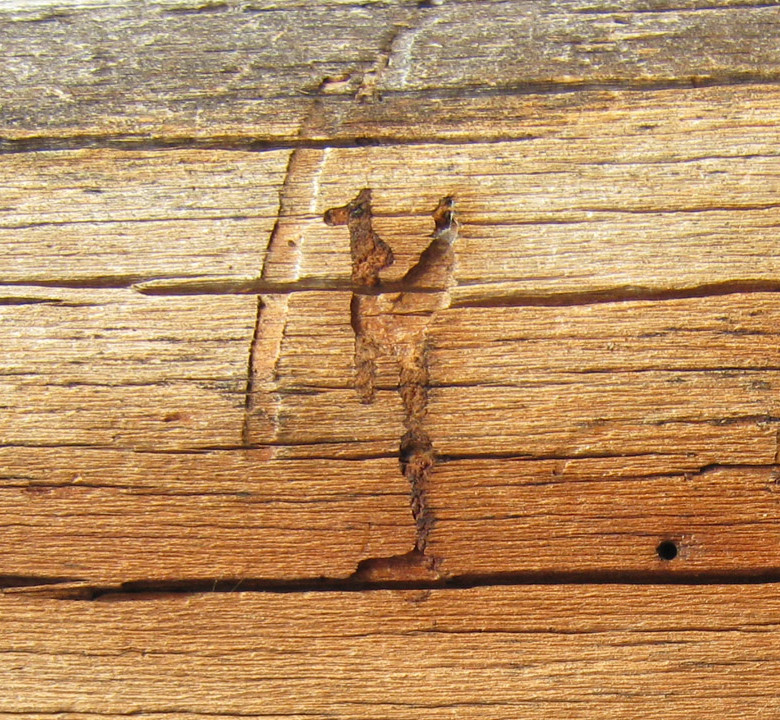 Termite and other Wood Destroying Organisms